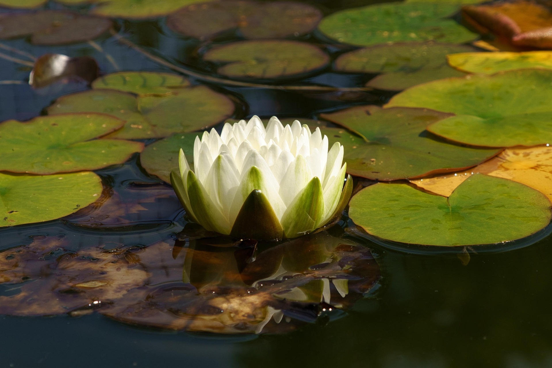 water-lily-8253542_1920